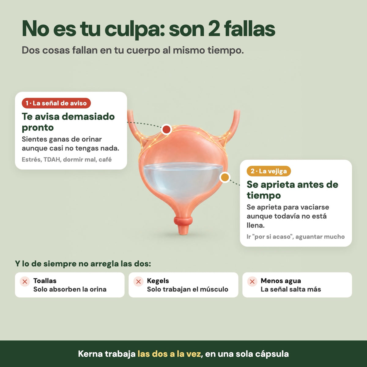 Vejiga con las 2 fallas: la señal de aviso y la vejiga que se aprieta antes de tiempo