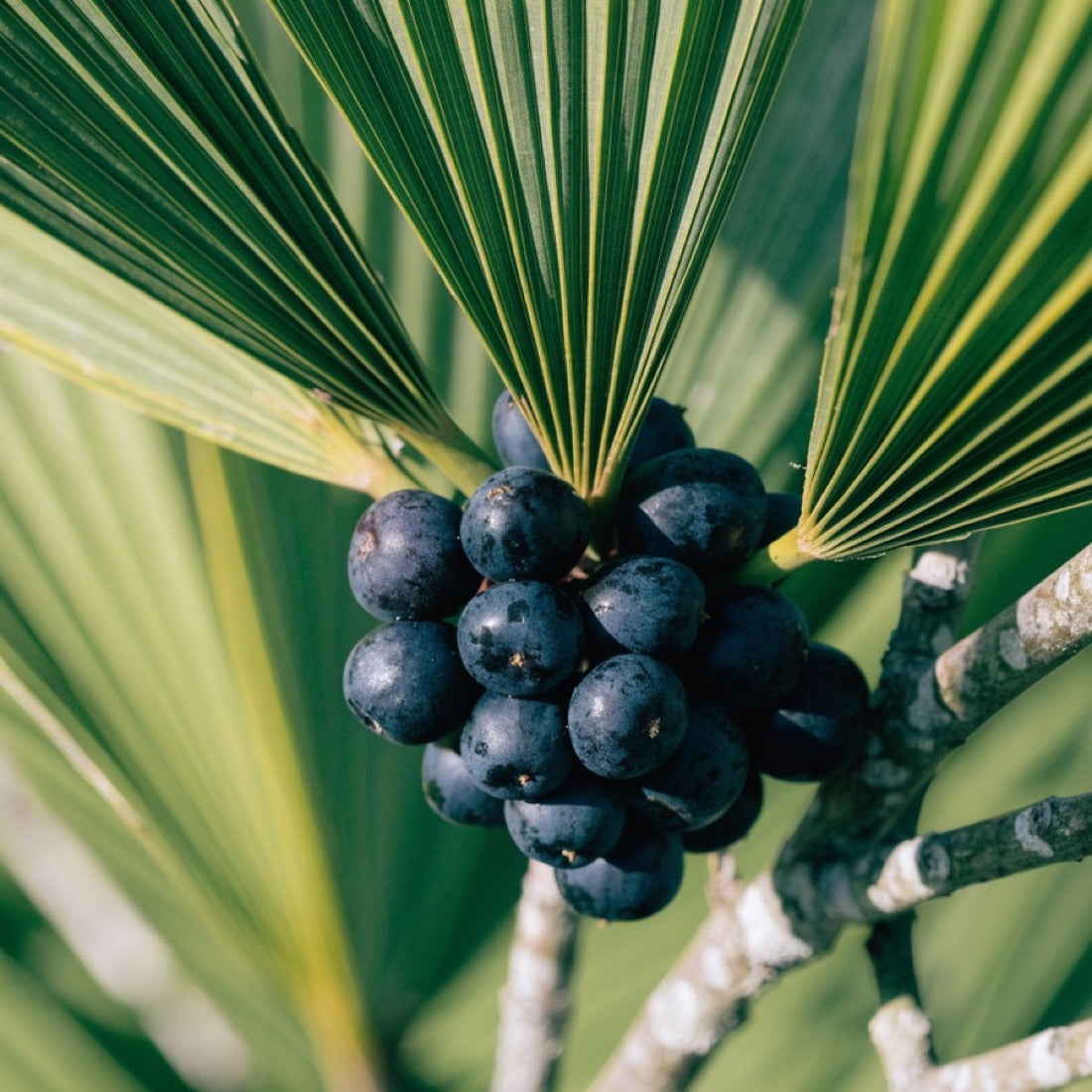 Frutos de saw palmetto